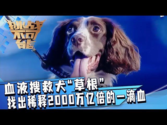 血液搜救犬“草根” 找出稀释2000万亿倍的一滴血 震撼人心！| 挑战不可能 Impossible Challenge