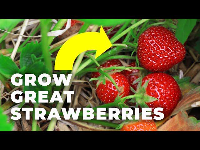 How to Grow Strawberries for BIG HARVESTS and Healthy Plants