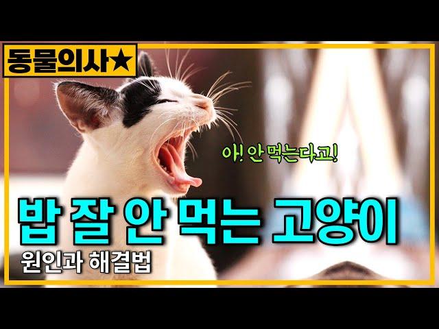 고양이가 밥을 잘 먹지 않는 원인과 해결법 [수의사가 정해드림]