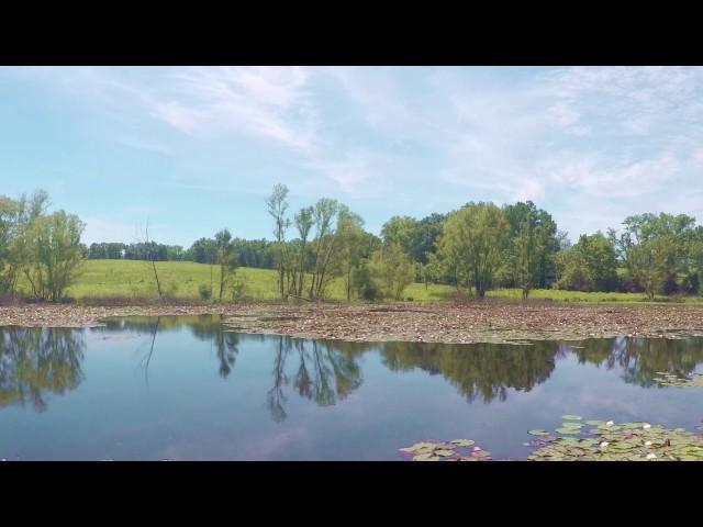 Soar over colorful water lilies blooming in the Shaw Nature Reserve wetlands