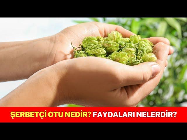 Şerbetçi Otu Nedir? Faydaları Nelerdir?