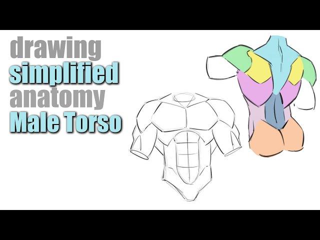 How to Draw the Male Torso with Simplified Forms