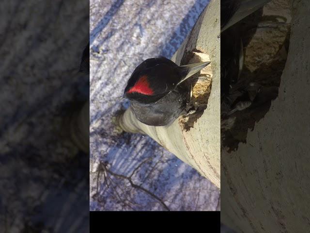 Black woodpecker. Дятел желна. #birds #wildlife #nature #shots