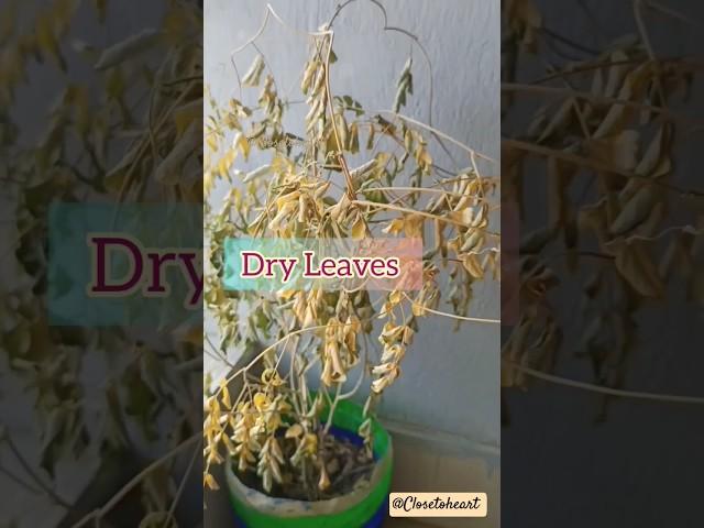 How To Revive Your Dying Plant # SAVE A DYING PLANT: Tips/Hacks # How To Stop Common Plant problems