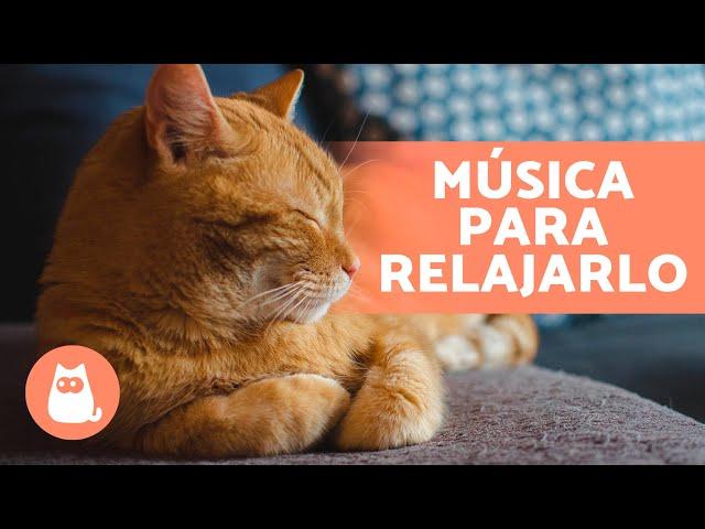 Música RELAJANTE para GATOS Estresados   ¡Relaja y Calma a tu Felino!