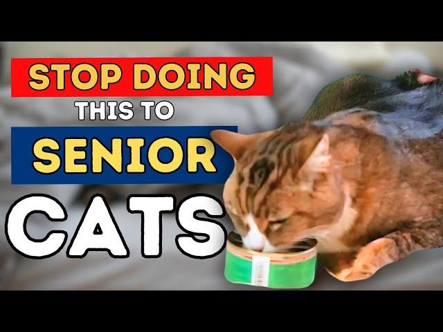 Dr Jones' Top 7 Tips to a Healthy and Long Lived Senior Cat