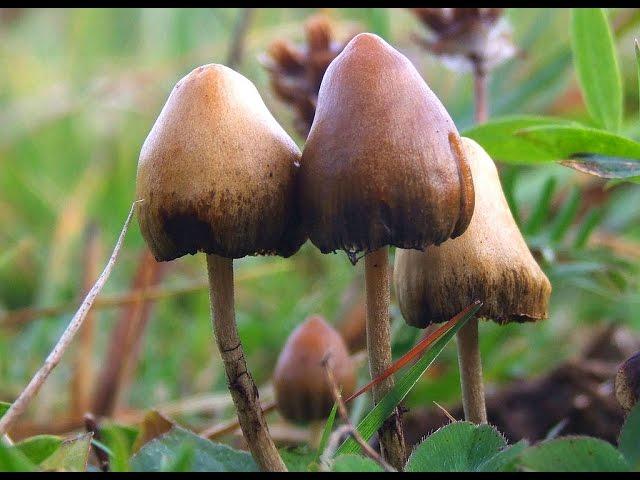 Psilocybin for Depression - Dr. Robin Carhart-Harris at Beyond Psychedelics Prague