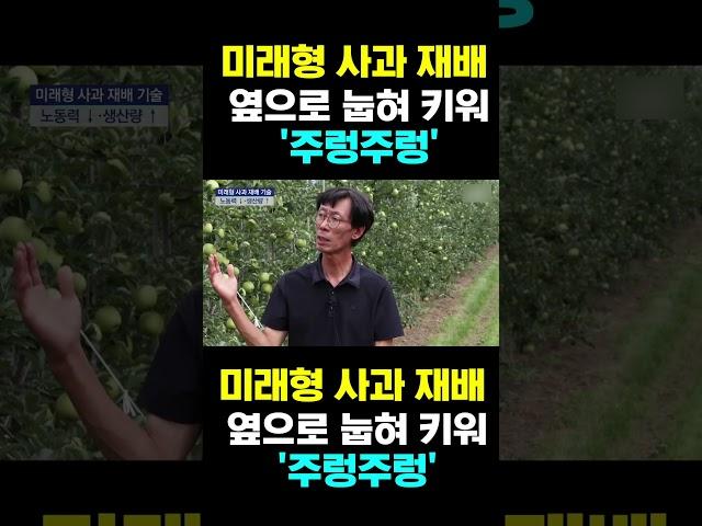 [한국농수산TV] 미래형 사과 재배 옆으로 눕혀 키워 '주렁주렁'