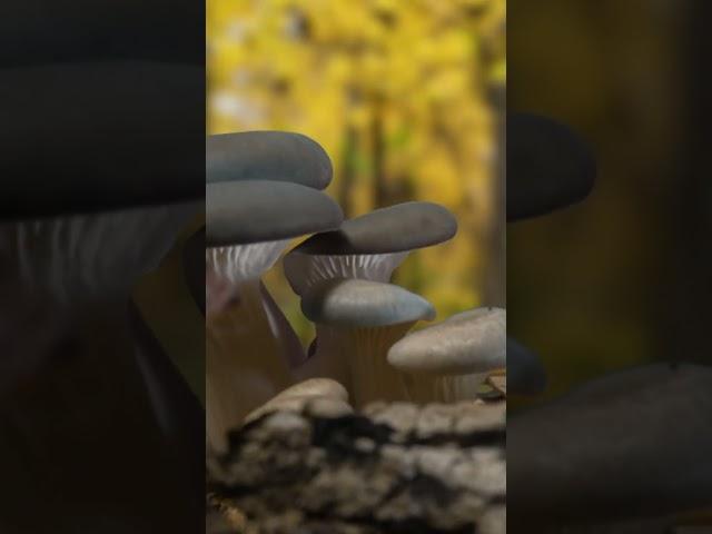 Mushroom timelapse