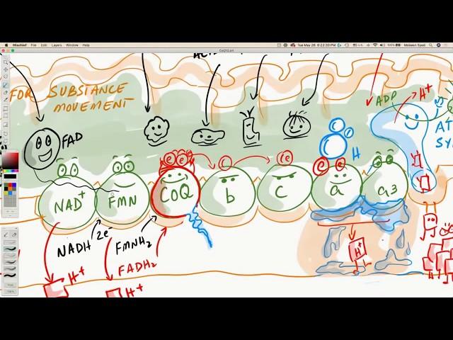 CoQ10 - Coenzyme Q, Electron Transport Chain