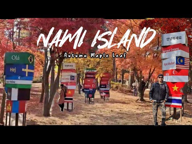 Nami Island Autumn Beautiful Maples Leaf/ South Korea Travel