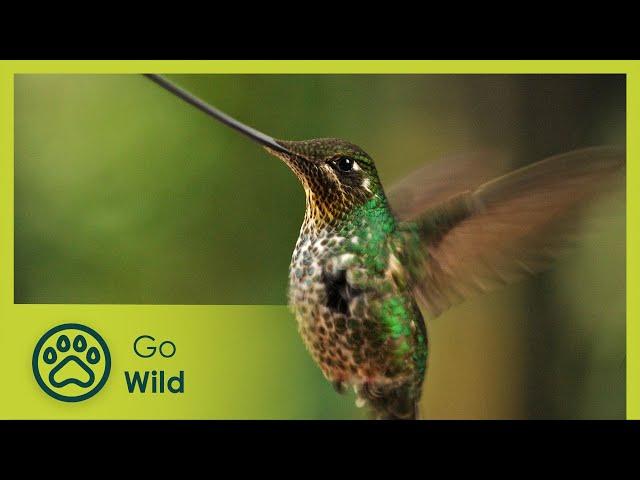 Hummingbirds: Jewelled Messengers - Go Wild