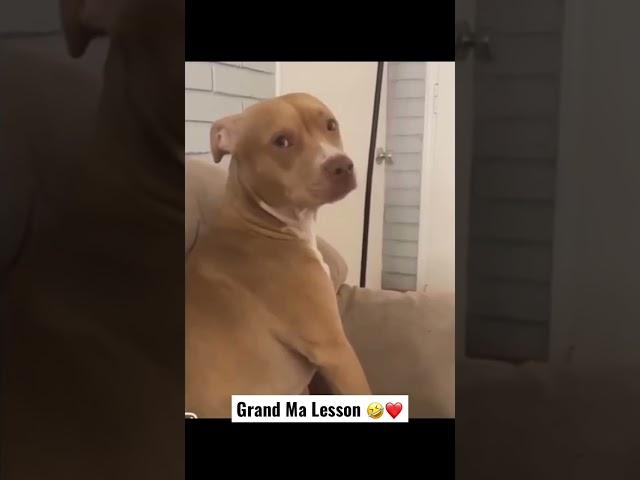 DOG’S REACTION TO GRAND MA PREACHING 