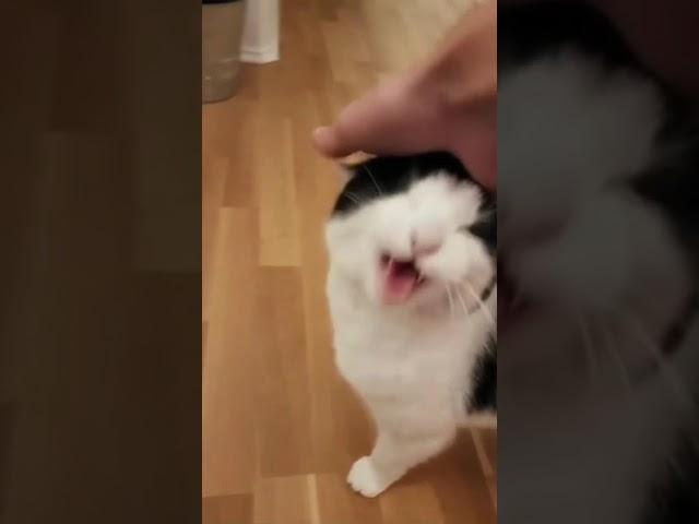 Cat singing Mii theme