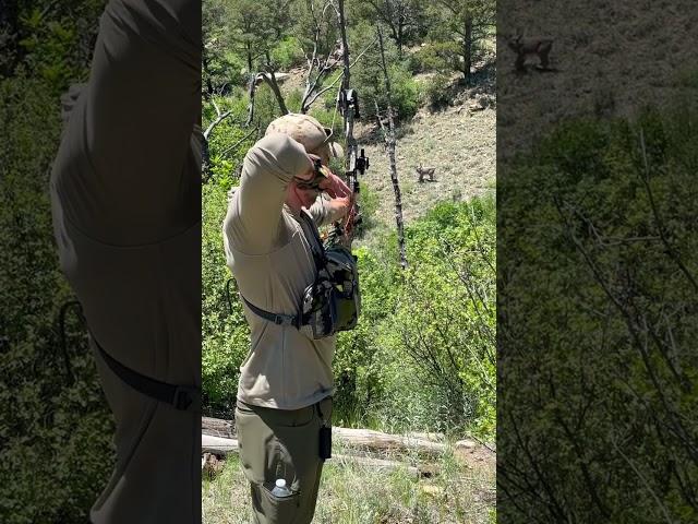 Shooting a Bobcat at Western Hunt Fest #archery #3darchery #shorts