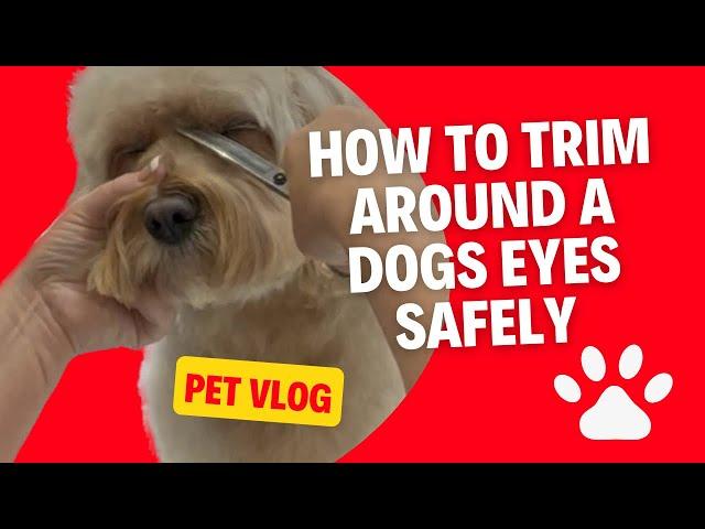 How To Safely Trim Your Dog's Eyes: Easy Grooming Tips For Pet Owners | WendysPetSalon.co.uk