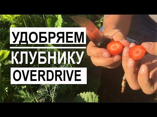 Удобрение Overdrive для клубники / Mr.GrowChannel