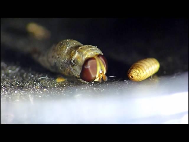 Hoverfly Emerging