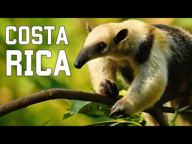 COSTA RICA SALVAJE | Criaturas esquivas y selvas inexploradas