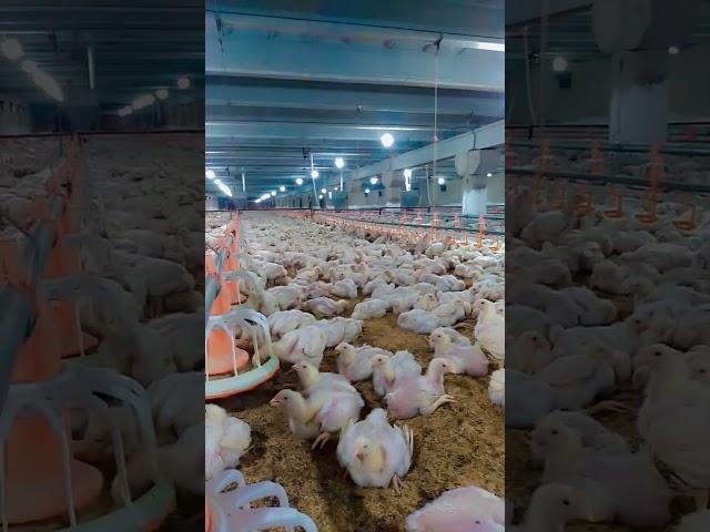 Pakistan poultry ##Pakistan poultry Association##
