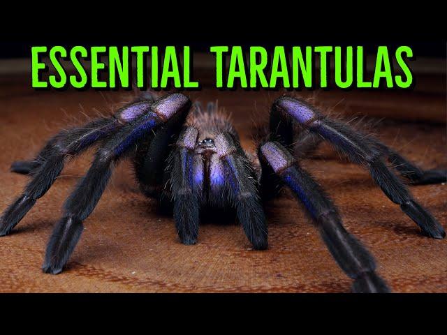 MUST HAVE Tarantulas - YOU Need These BIG Spiders!
