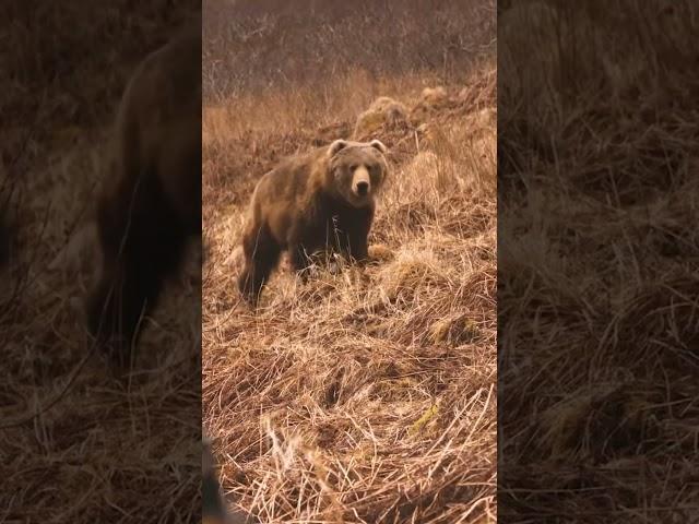 KODIAK Brown Bear BOWHUNT at 12 YARDS!