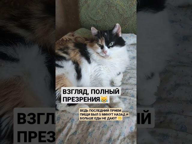 Ушастой не дали второй завтрак через 5 минут после 1  #кошка #питер #казань