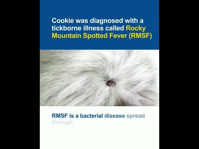 Success Story: Cookie (Rocky Mountain Spotted Fever)