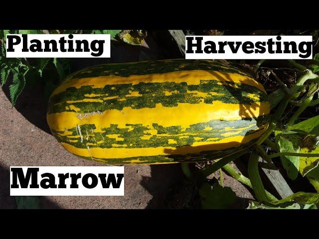 How to grow marrow | allotment growing | shokher bagan (কিভাবে ম্যাড়ো চাষ করবেন) শখের বাগান।