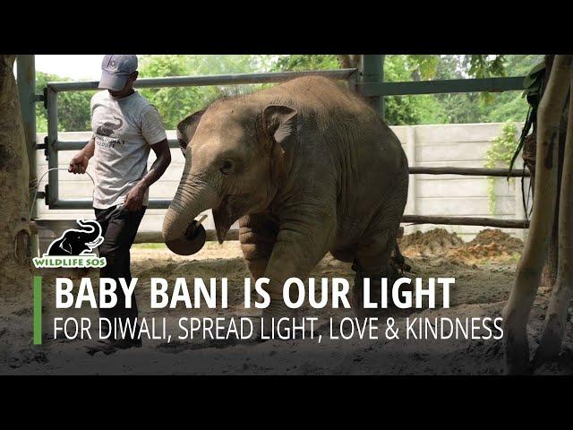 The Light of Bani Wishing You A Happy Diwali