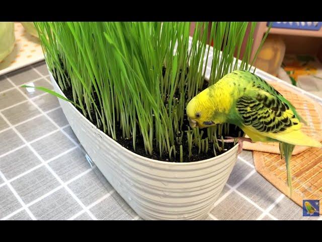 Grass for Parrots. How to grow at home?