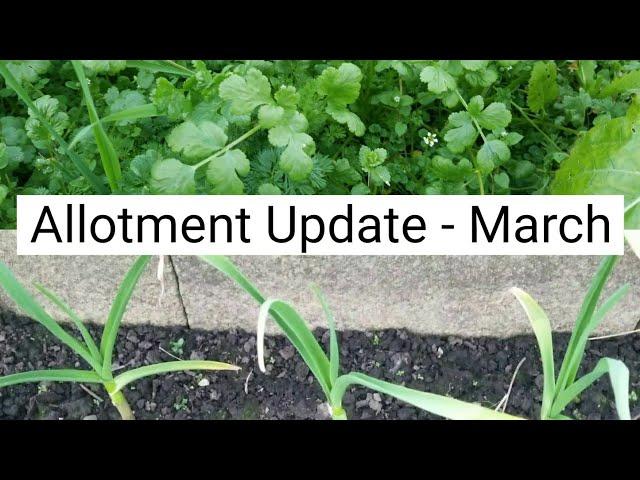 March Allotment Update - Garlic, Coriander and Mustard Greens