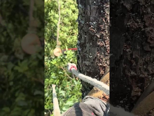 Man Climbs Tree to Hide From ICE: Heartbreaking Moment 