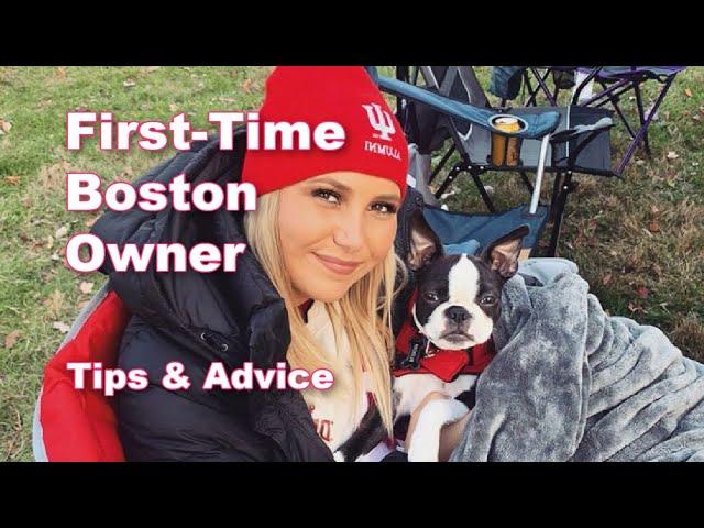 First-Time Boston Terrier Owner Shares Tips & Advice!