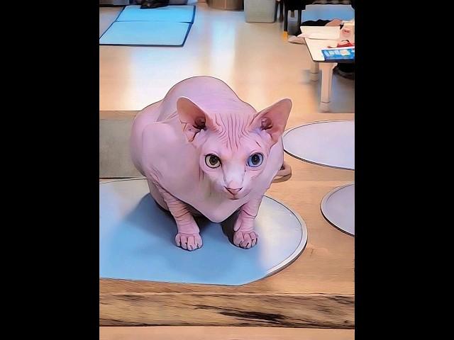 Sphynxcat, 우주 오랜만이죠? 주말아침 간식시간!