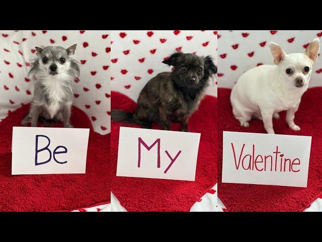 3 Dogs Valentine Shorts Compilation Pt.2 🩷 #compilation #dogshorts #valentinesday #chihuahua