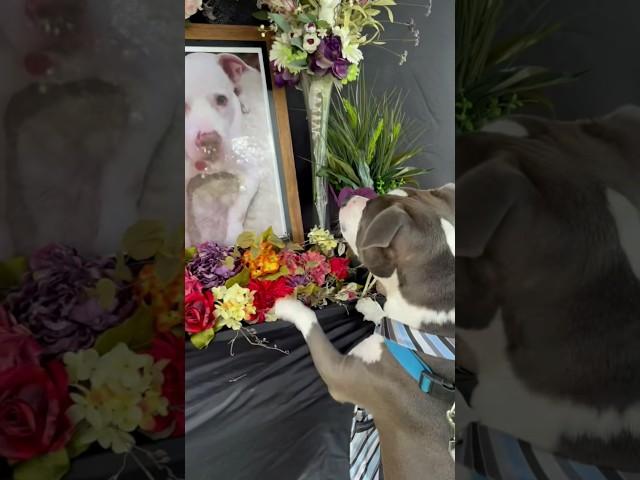 Dog mourns the loss of his best friend at memorial service ️