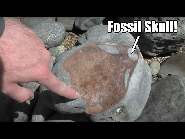 Huge fossil skull! 4 million year old fossil revealed [My rarest fossil yet - New Zealand]