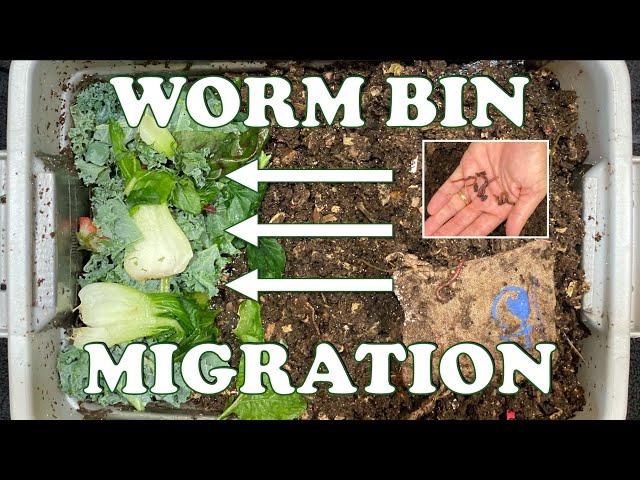 2nd Red Wiggler Migration Attempt in 3 Gallon Worm Bin + Burlap Sack Checkin Vermicompost Worm Farm