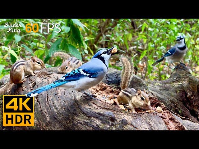 Cat TV for Cats to Watch  Birds vs Chipmunks: A Day in the Wild  8 Hours 4K HDR 60FPS