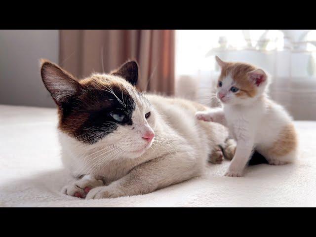 Dad Cat Ignores Tiny Kitten [Try not to Laugh]