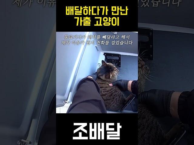 배달 중 만난 집 나온 고양이 #shorts #블랙박스 #고양이 #가출