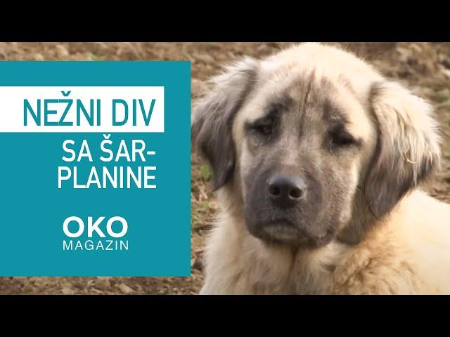 Oko magazin: Nežni div sa Šar-planine