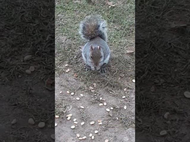 Squirrel eating peanuts #squirrel #peanuts #falltime #cold #fluffy #hungry #closeup #cute #adorable