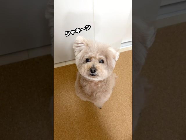 ボサボサ卒業の日 #犬 #トイプードル #かわいい #トイプードルの虎太郎三桜 #癒し #といぷーどる #こたみお