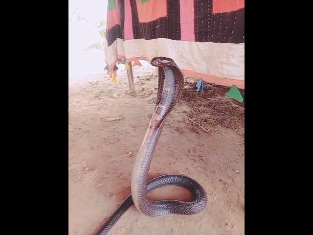 #blackcobra #King Cobra Short Video 2025 #snake #cobra #shorts #animals