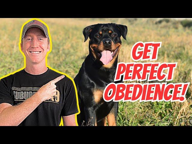 How to Train A Dog To Actually Listen To Their Obedience Commands