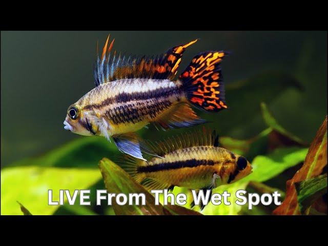 Exploring The Wet Spot LIVE