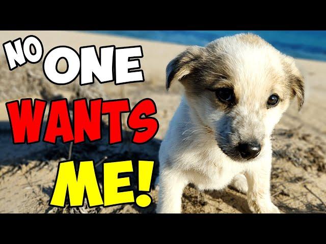 Abandoned Puppy was Left on the Shore Barely Surviving until This Happened