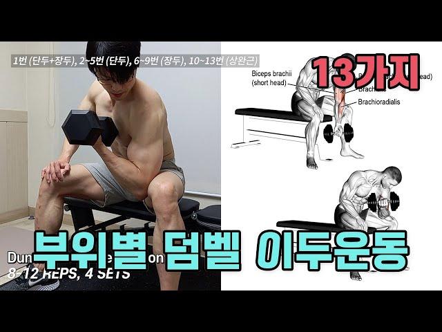 부위별 이두 근육을 키우는 덤벨운동 13가지 (이두운동, 팔운동) | 단두, 장두, 상완근